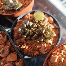 Photo of a cactus currently being identified