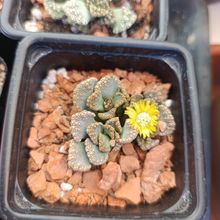 Photo of a cactus currently being identified