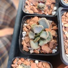 Photo of a cactus currently being identified