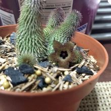 Una foto de Huernia pillansii