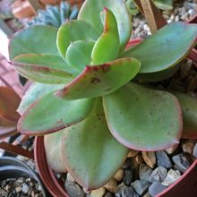 Una foto de Echeveria Kakurei (HIBRIDO)