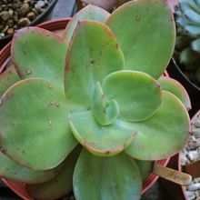 Una foto de Echeveria Kakurei (HIBRIDO)