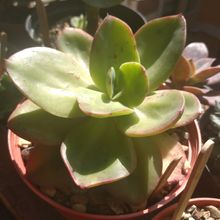 Una foto de Echeveria Kakurei (HIBRIDO)