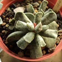 Una foto de Adromischus cooperi