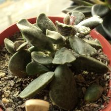 Una foto de Adromischus cooperi