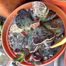 Una foto de Adromischus cooperi