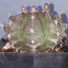 Foto de un cactus que se está identificando actualmente