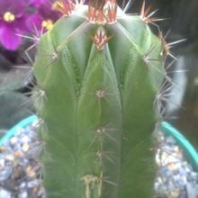 Una foto de Polaskia chichipe