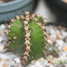 Una foto de Euphorbia polyacantha