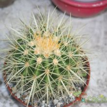 A photo of Echinocactus grusonii