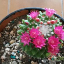 Una foto de Mammillaria polythele fma. inermis