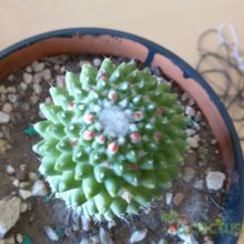 Una foto de Mammillaria polythele fma. inermis