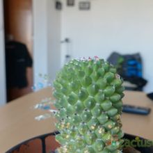 Una foto de Mammillaria polythele fma. inermis