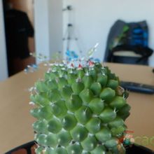 Una foto de Mammillaria polythele fma. inermis