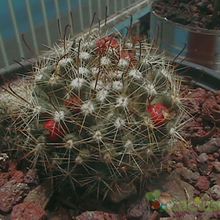 Una foto de Mammillaria mainiae