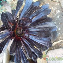 A photo of Aeonium arboreum cv. artropurpureum