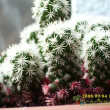 A photo of Mammillaria gracilis cv. Arizona Snowcap