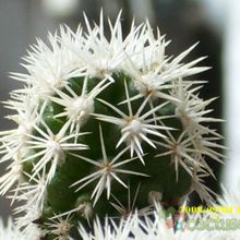 A photo of Mammillaria gracilis cv. Arizona Snowcap