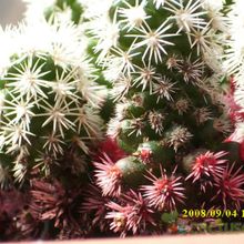 A photo of Mammillaria gracilis cv. Arizona Snowcap