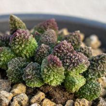 Una foto de Adromischus herrei