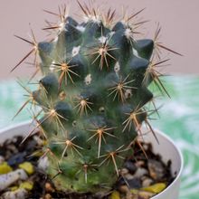 A photo of Coryphantha ottonis