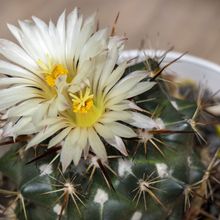 A photo of Coryphantha ottonis