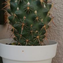 A photo of Coryphantha ottonis