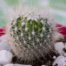 A photo of Thelocactus macdowellii