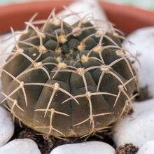 A photo of Gymnocalycium bodenbenderianum