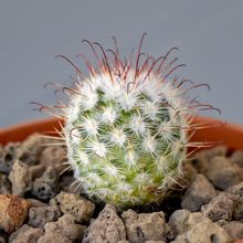 A photo of Mammillaria bombycina