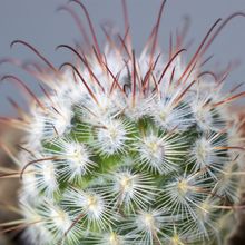 A photo of Mammillaria bombycina