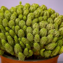 Foto de un cactus que se está identificando actualmente