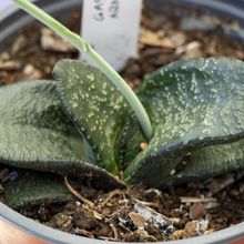 Foto de un cactus que se está identificando actualmente