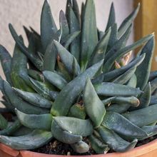 Una foto de Gasteria pseudonigricans  