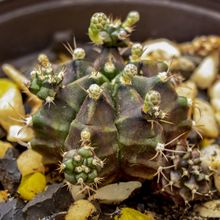Una foto de Gymnocalycium anisitsii ssp. damsii cv. Multiproliferum