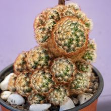 A photo of Mammillaria carmenae