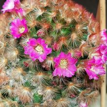 A photo of Mammillaria carmenae