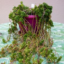 Una foto de Sedum luteoviride