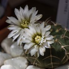 A photo of Gymnocalycium bodenbenderianum