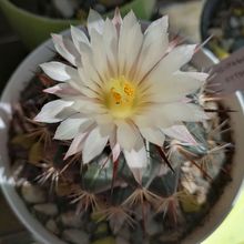 A photo of Coryphantha ottonis