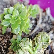 Una foto de Sedum luteoviride
