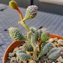 Foto de un cactus que se está identificando actualmente