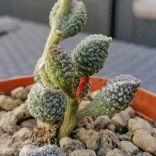 Foto de un cactus que se está identificando actualmente