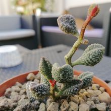 Foto de un cactus que se está identificando actualmente