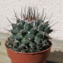Una foto de Mammillaria standleyi