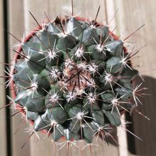 Una foto de Mammillaria standleyi