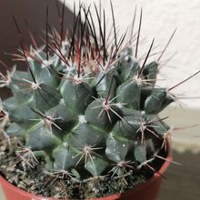 Una foto de Mammillaria standleyi
