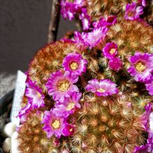 A photo of Mammillaria carmenae