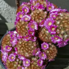 A photo of Mammillaria carmenae