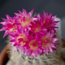 A photo of Eriosyce villosa